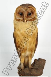 Barn owl - Tyto alba  0052